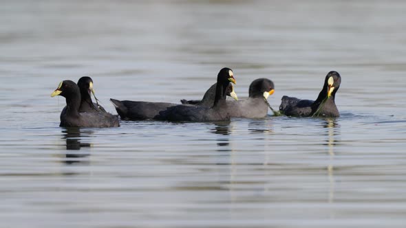 A flock of red gartered coot, fulica armillata and white-winged coot, fulica leucoptera foraging aqu