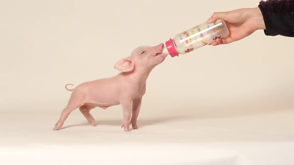 Person feeding piglet bottle of milk