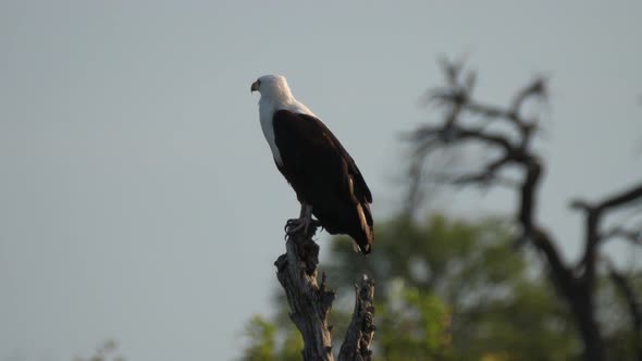 Fish eagle in a tree at Nxai Pan