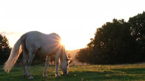 Mustang wild horse at sunset. The area of horses in the heart of America.