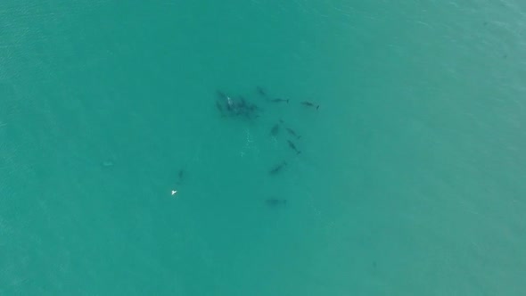 Aerial view of a large family of dolphins playing and interacting in the ocean