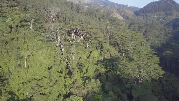 Highland with Lush Green Tropical Jungles and High Trees