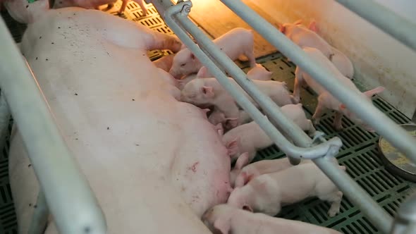 Many small pig feed from the mother pig. Nerwborn piglets sucking thebreasts of their swine mother