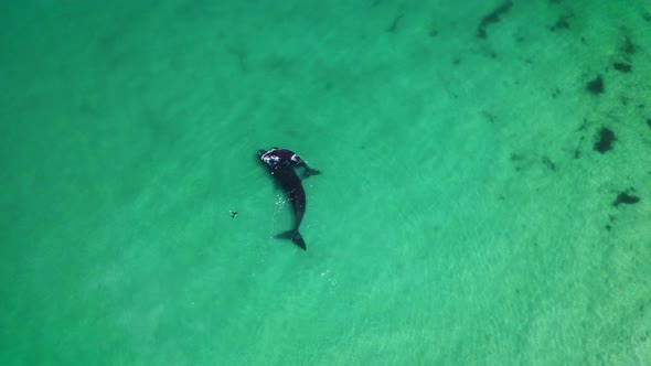 Inquisitive seal swims towards Southern Right calf nuzzling its mom, aerial