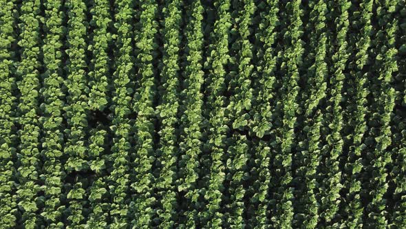 Young Sunflower Aerial View