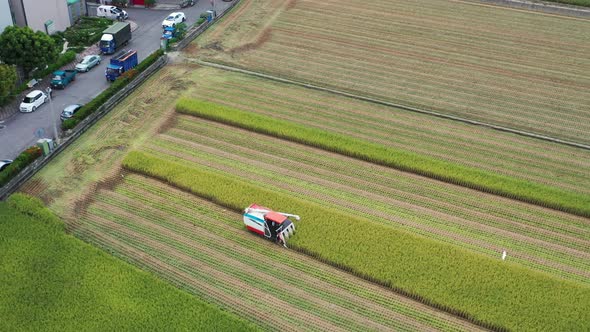 Aerial drone footage Cultivated rice paddy field, farmer harvesting the crops with multifunctional p