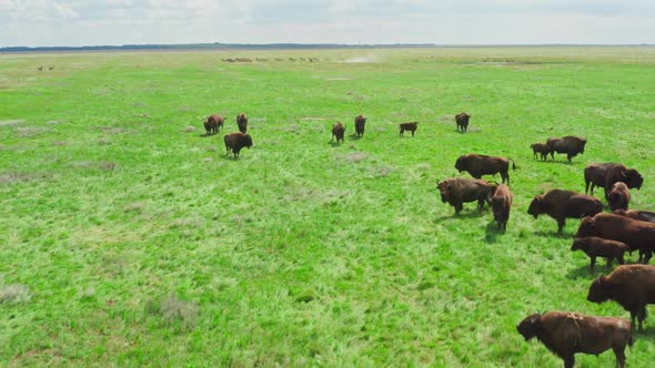 Buffalo Wildlife Animal Park Population Flock Nature Travel