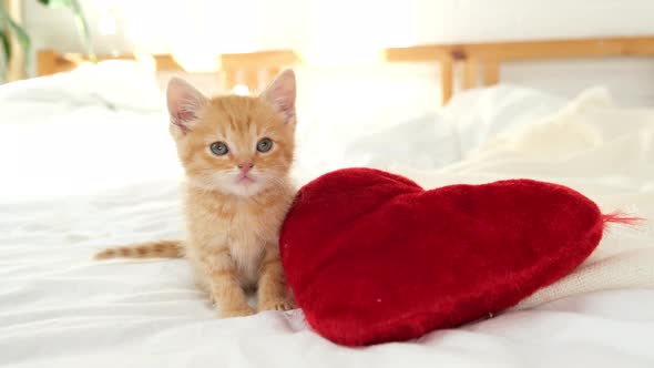 Valentines Day Cat Small Striped Kitten Playing with Red Hearts on Light White Blanket on Bed