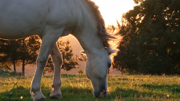 Mustang wild horse at sunset. The area of horses in the heart of America.