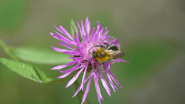 Macro shot: Bumblebee collecting nectar of beautiful flower in nature