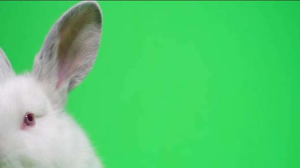 Little White Rabbit on a Background of Chromakey