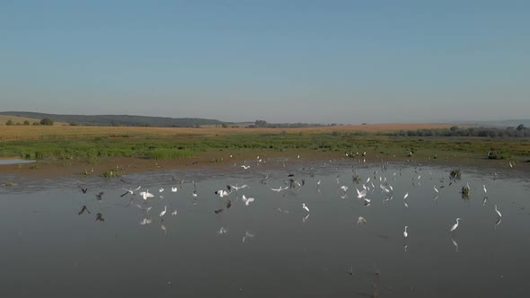 Swamp Birds in the Marsh