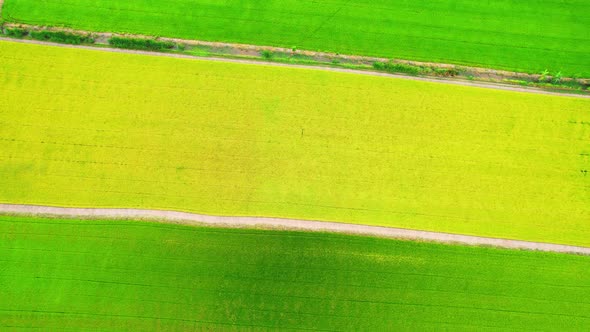 The sapling of the green rice plant. Video of fresh spring rice field