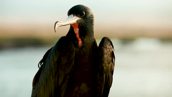 A perched Galapagos Frigate bird