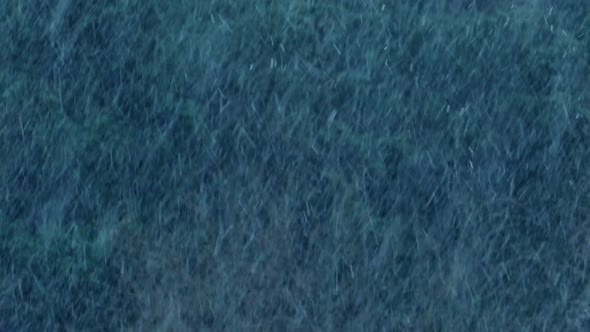 Snowing Heavily With Trees In Background alt