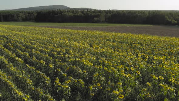 Rows of sunflowers seeds in blossom Aerial shot. off symmetry