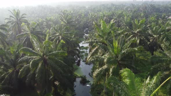 Aerial view small dark river in oil palm