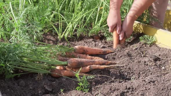 Female Hands Pull Out Fresh Carrots From the Soil