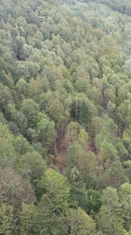 Aerial View of Trees in the Forest