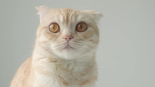 Portrait of Ginger Tabby Young Cat Breed Scottish Fold with Big Brown Eyes on Gray Background