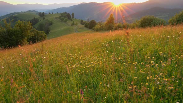 Camera Moves Through a Summer Green Meadow in the Mountains with Many Colorful Flowers