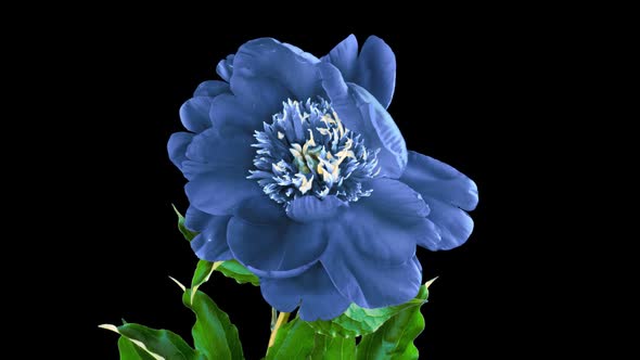 Beautiful Blue Peony Background