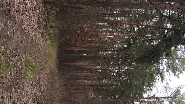 Vertical Video of Trees in a Pine Forest Slow Motion