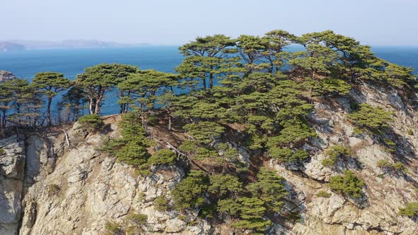 Rocky Cape Overgrown with Pine Trees in Windy Weather