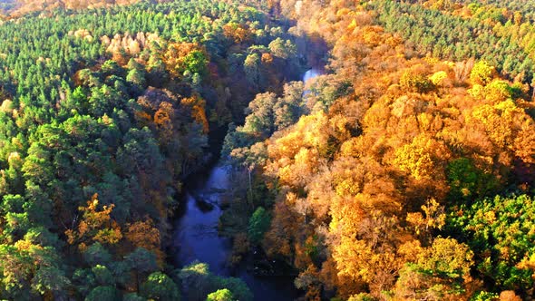 Green and yellow forest by river in autumn, aerial view