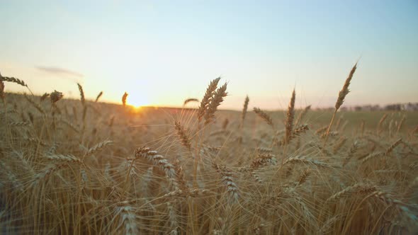 Golden Ears of Wheat in the Field at Sunset