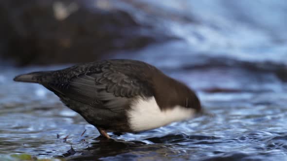 White-throated dipper (Cinclus cinclus)