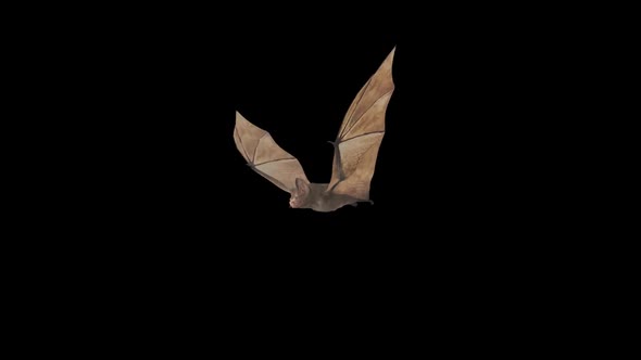 Fly Bat with Alpha Channel alt