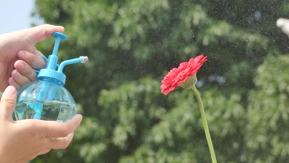 Asian Woman Watering Red Flowers By Foggy On Summer Day