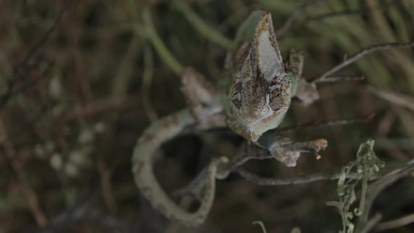 Chameleon feeding in captivity with handlers in slow motion