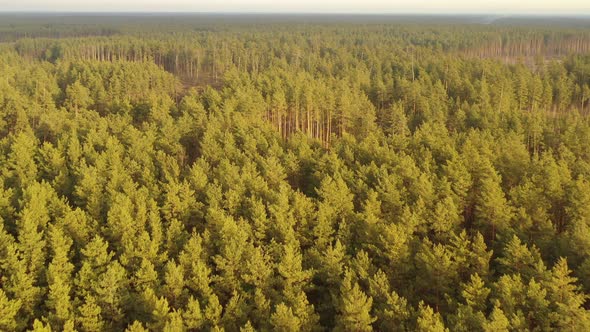 Aerial View Of Green Forest Landscape With Afforestation Zone. Top View From High Attitude. Natural