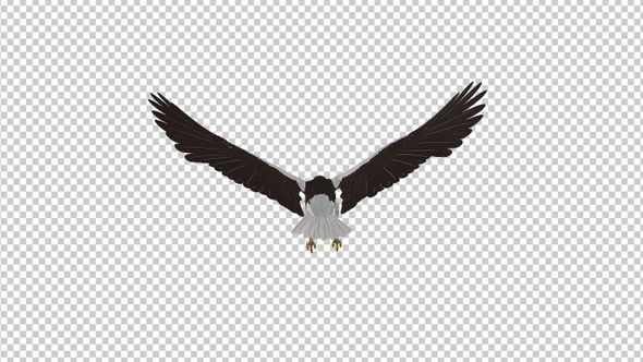 Sea Eagle - 4K Flying Loop - Back View alt