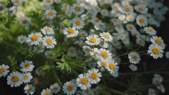 Chamomile flowersing in the wind between light and shadow. Closeup.