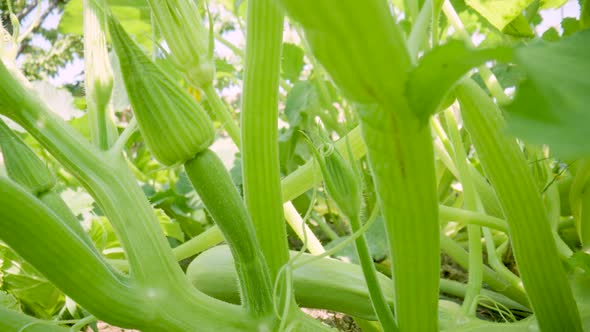 Green Zucchini Bushes with Young Fruits and a Flower Entwined with a Curly Tendril