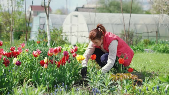 Gardener Working Soil Near Tulips