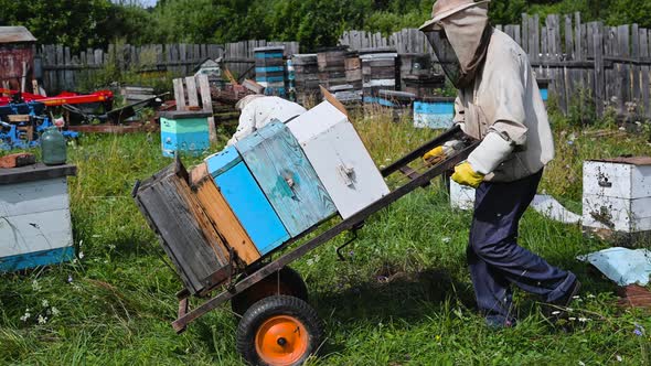 Beekeepers Moving Hand Trolley with Bee Hives From Apiary To Extraction Room. Preparing for Honey