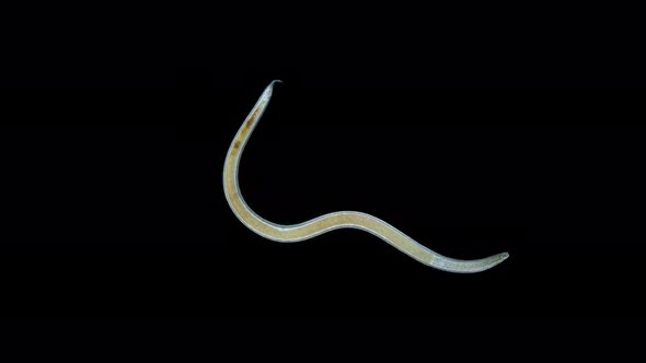 Worm Nematoda Under Microscope Phylum Protostomia Freeliving Nematodes Inhabit Soil Freshwater and