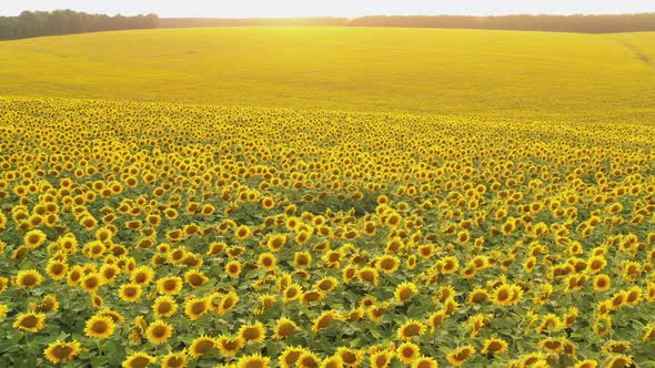 Aerial View of a Large Blooming Sunflower Field at Sunset