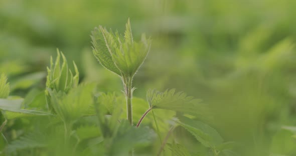 Beautiful Closeup of Nettle Medicinal Herb