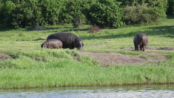 Two Hippos with a baby grazing