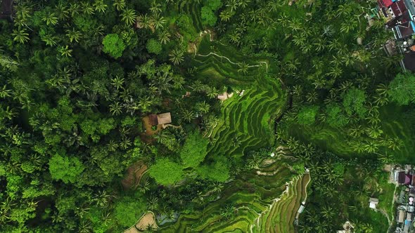 Amazing Landscape Above Rice Terraces