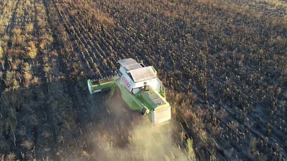 The Harvester Drives Through the Field with Sunflowers and Harvests