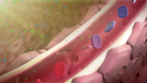 Transport of Oxygen and Carbon Dioxide in the Blood alt