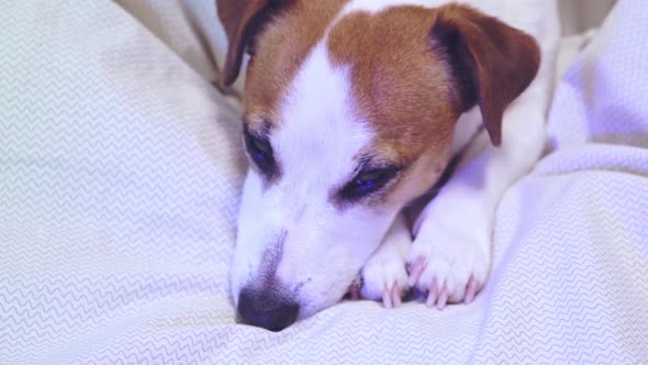 Close-up of head of dog lying on light bedding, resting head on paws, neon light