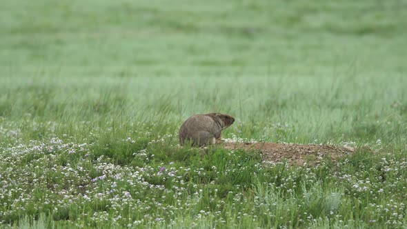 Real Wild Marmot in a Meadow Covered With Green Fresh Grass