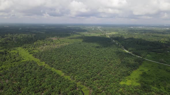 Aerial View of The Palm Oil Estates